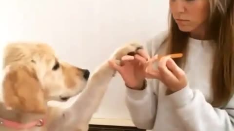 Dog gets nails done