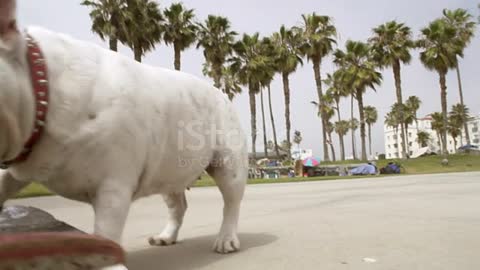 Bulldog Skating stock