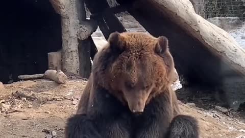 Brown bear