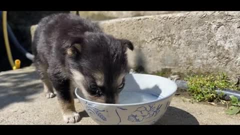 puppy and milk