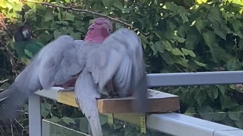 Galahs and Ringnecks Feeding