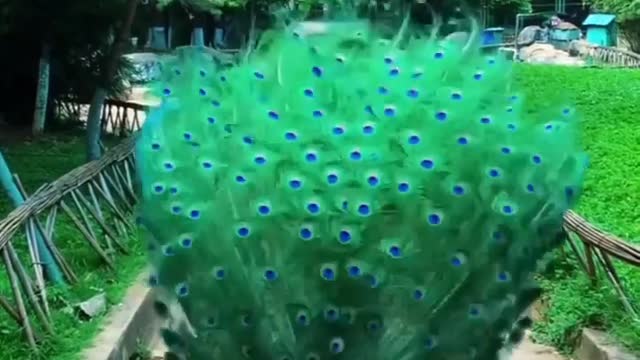 Beautiful Peacock || Birds Sound ||