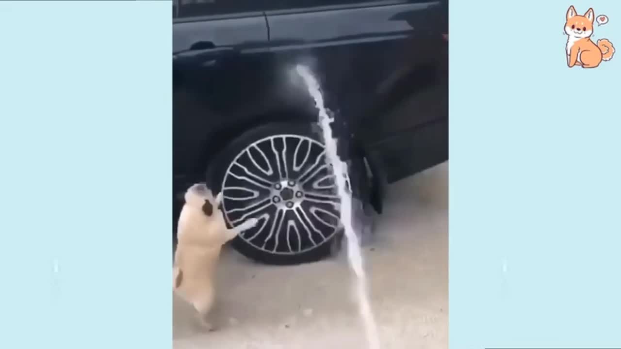 Dog Funny Video With Water Fountain || Rumble || Short Video