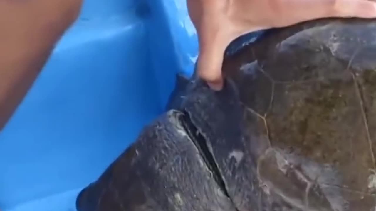 The poor turtle was in a lot of trouble