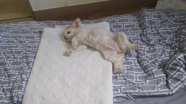 A puppy that gets surprised while sleeping in a funny posture.