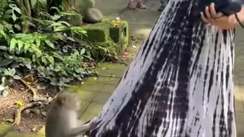 OMG Monkey viral video