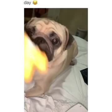 Pets, cats, dogs, and much more.