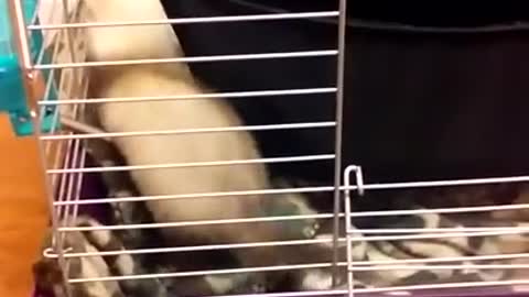 Cute ferret. Baby Nibbles playing with the crinkle tunnel