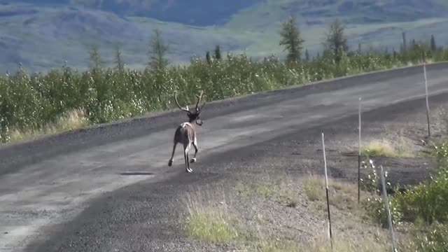 Deers Special Run Time Tracking On Road