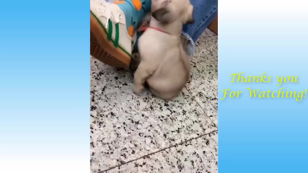 Cute Pets And Funny Animals BEST OverCompilation'