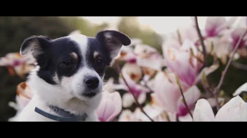 What’s the Cutest 4K Dog or Puppy Video