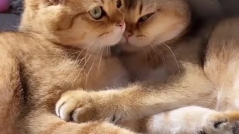 Cat's love together