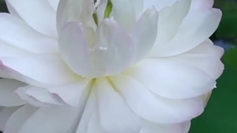 Blooming Lotus (3)