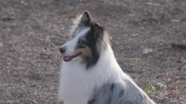 Person Touching the Dog