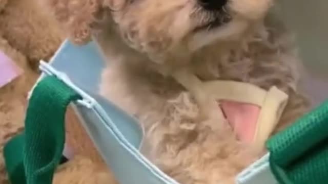 Funny and Cute Dogs Videos Compilation