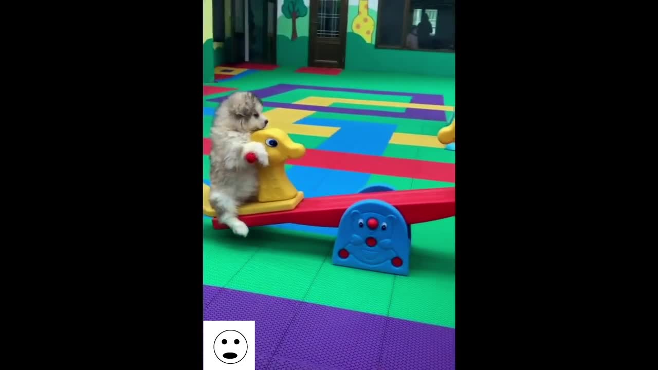 TRY NOT TO LAUGH WITH THESE CATS MASTER LEVEL!!!!