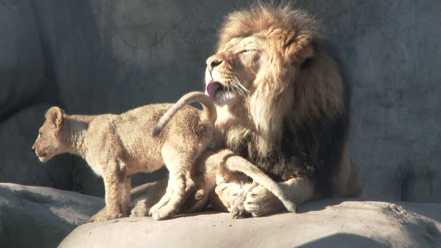 Loving Lion And His Cubs