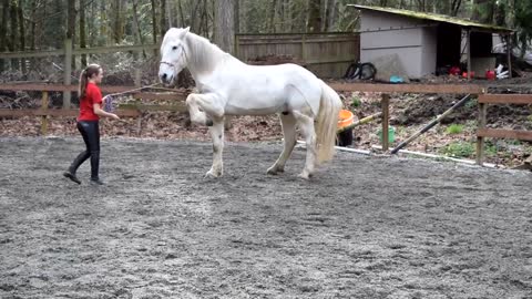 How to Teach Your Horse Spanish Walk-Paw