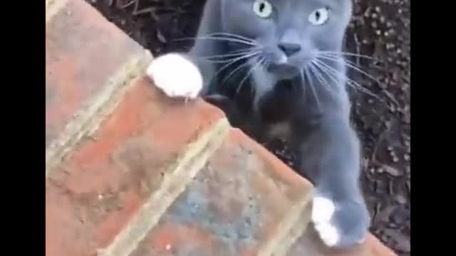 funny cat life