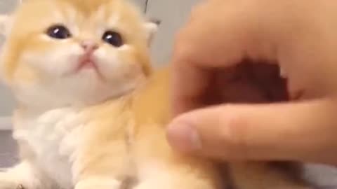 Sofa Adventures Curious Kitten Meets Cold Drink