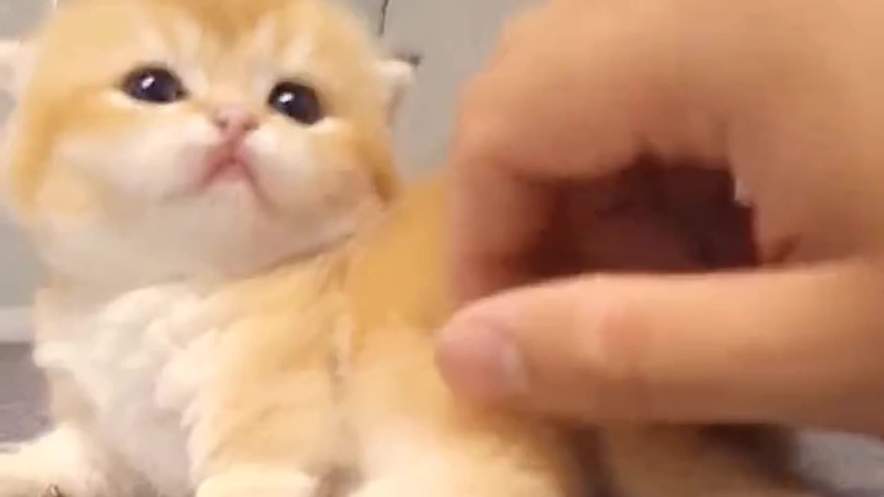 Sofa Adventures Curious Kitten Meets Cold Drink
