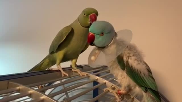 Indian Ringneck Parrot takes care of baby brother