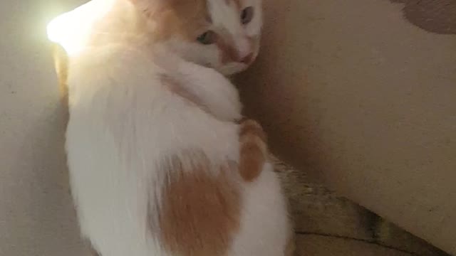 When my Cat meets my Lion For The First time