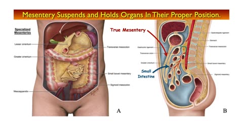 From SIBO to Pancreatic Dysfunction: The Shocking Truth Behind This Patient’s Health Journey