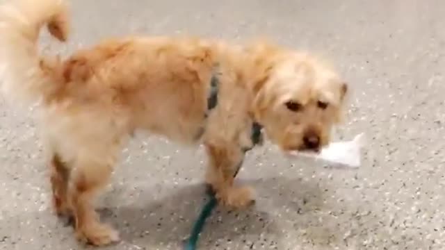 Tan dog sad he can not get in washing machine
