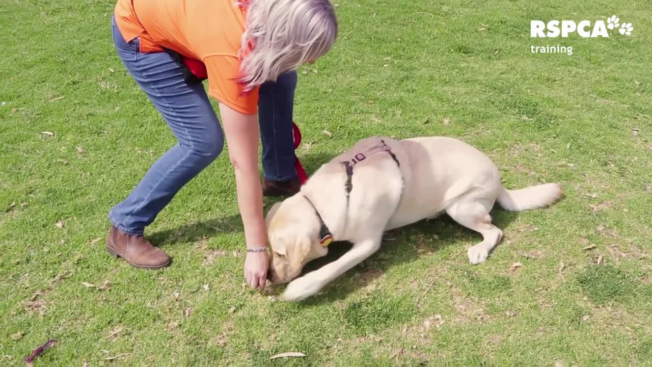 DOG TRAINING FOR PROTECTION