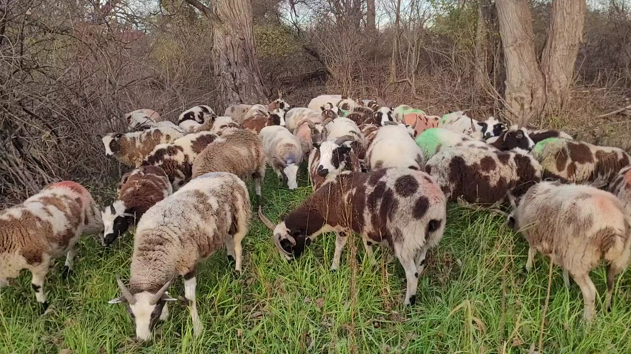 November Creekbed grazing