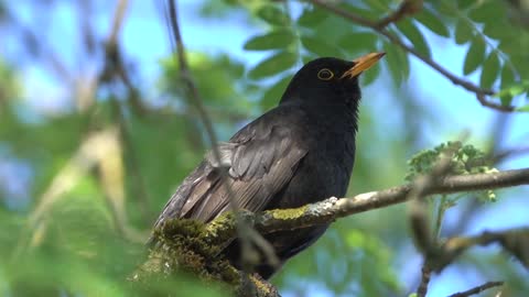 Black bird music