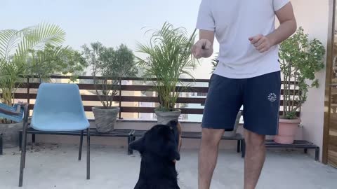 TRAINING OF SPEAK COMMAND | HOW TO TRAIN YOUR DOG TO SPEAK( BARKING) COMMAND|ROTTWEILER DOG TRAINING