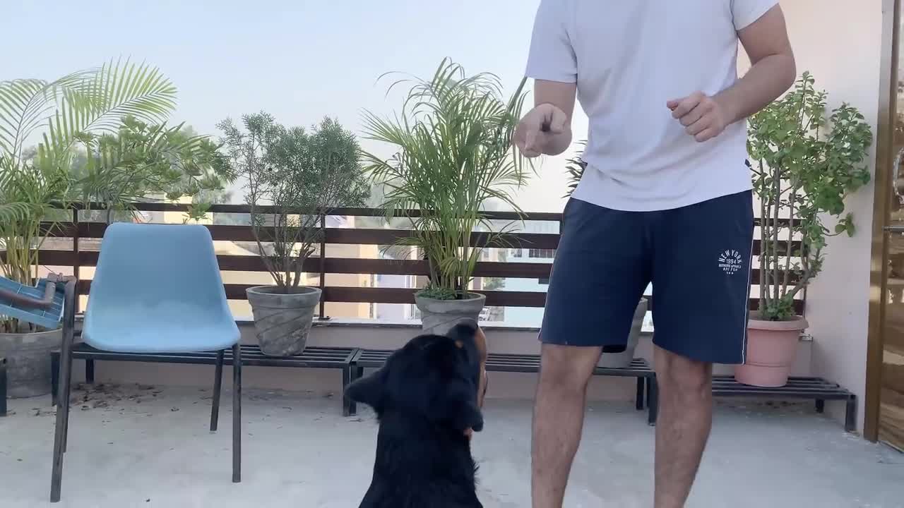TRAINING OF SPEAK COMMAND | HOW TO TRAIN YOUR DOG TO SPEAK( BARKING) COMMAND|ROTTWEILER DOG TRAINING