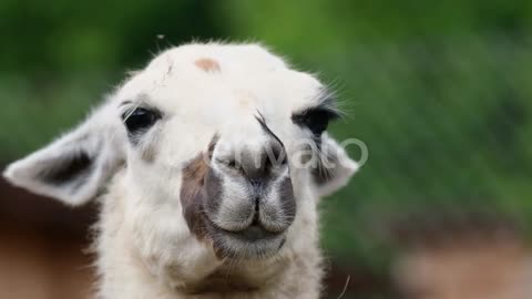 smily goat on morning time