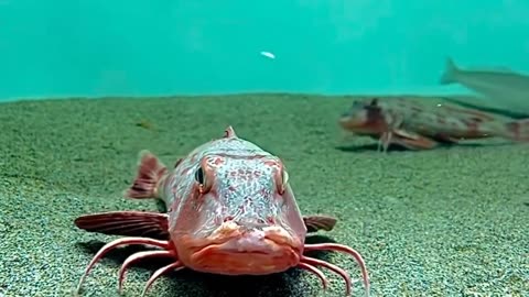 Amazing video of fish with legs