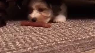 Puppy eating treat under couch