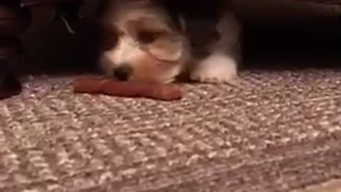 Puppy eating treat under couch