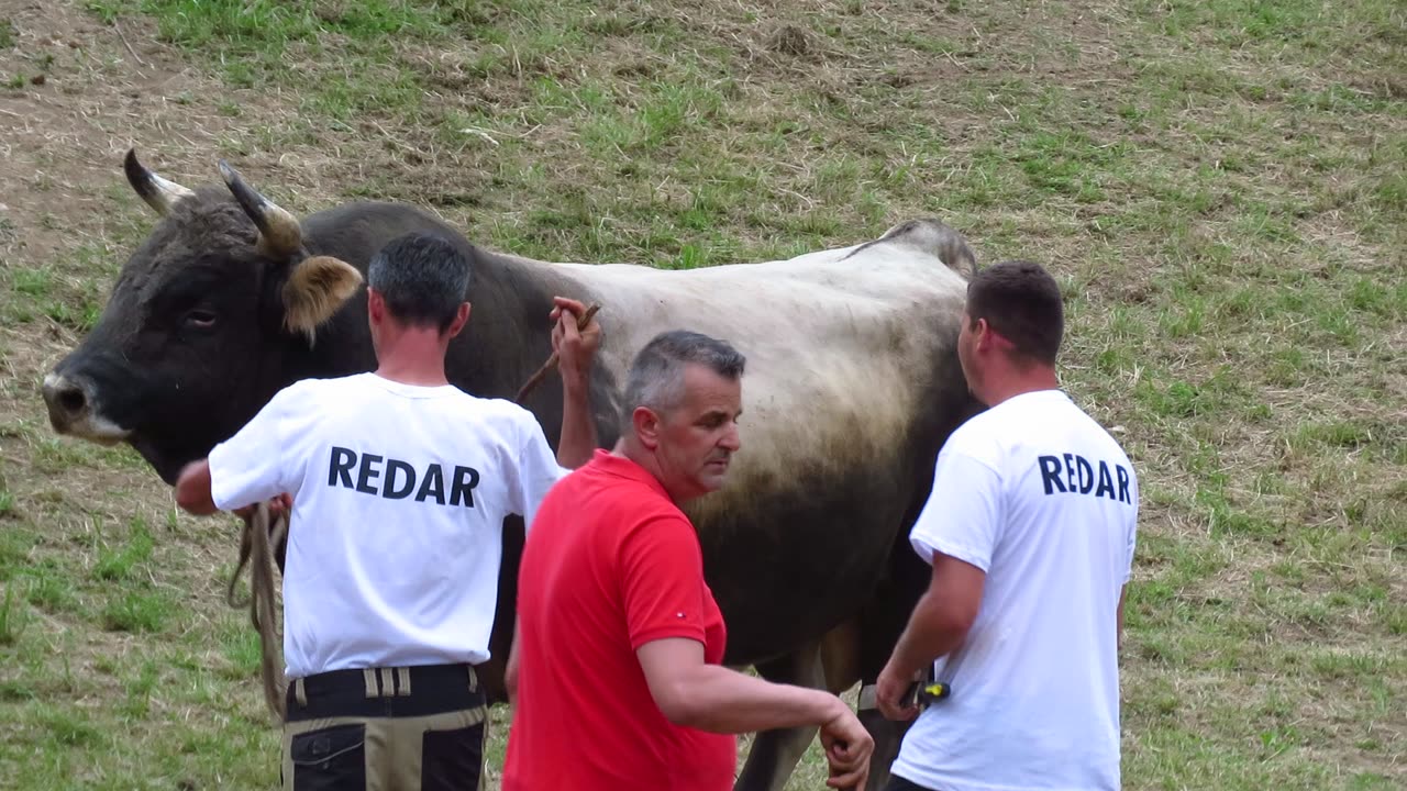 Kimba od Kozarca vs Zećo od Penave