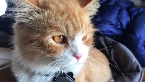 Dad cat beats up kitten and gets a kiss from mom at the end. Part 1.