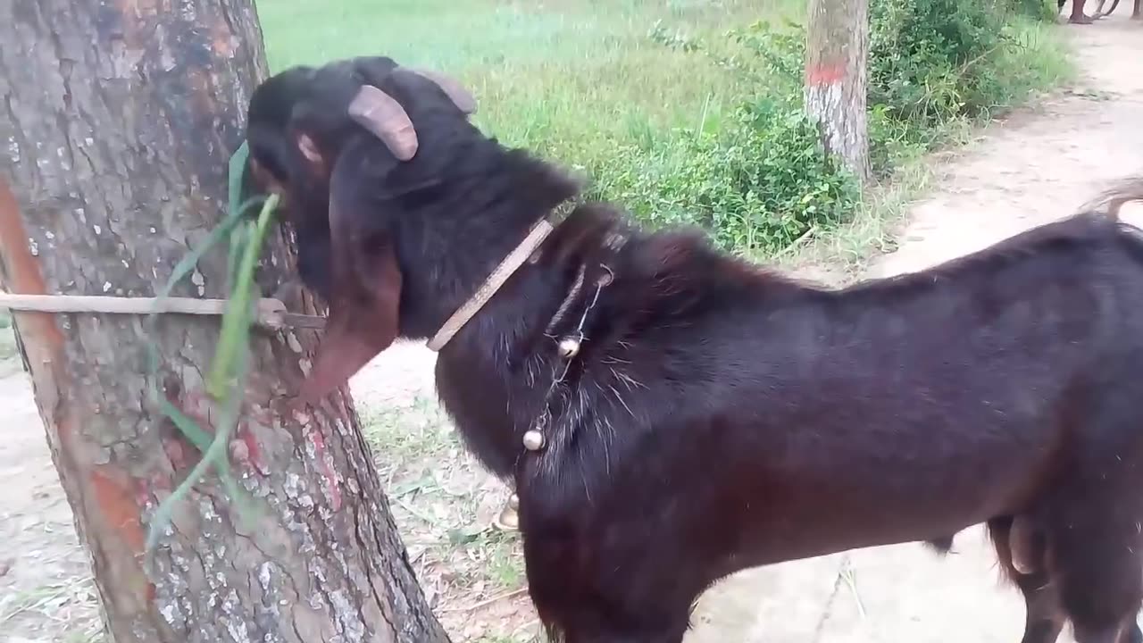 The price of this goat is 30 thousand in Bangladeshi taka