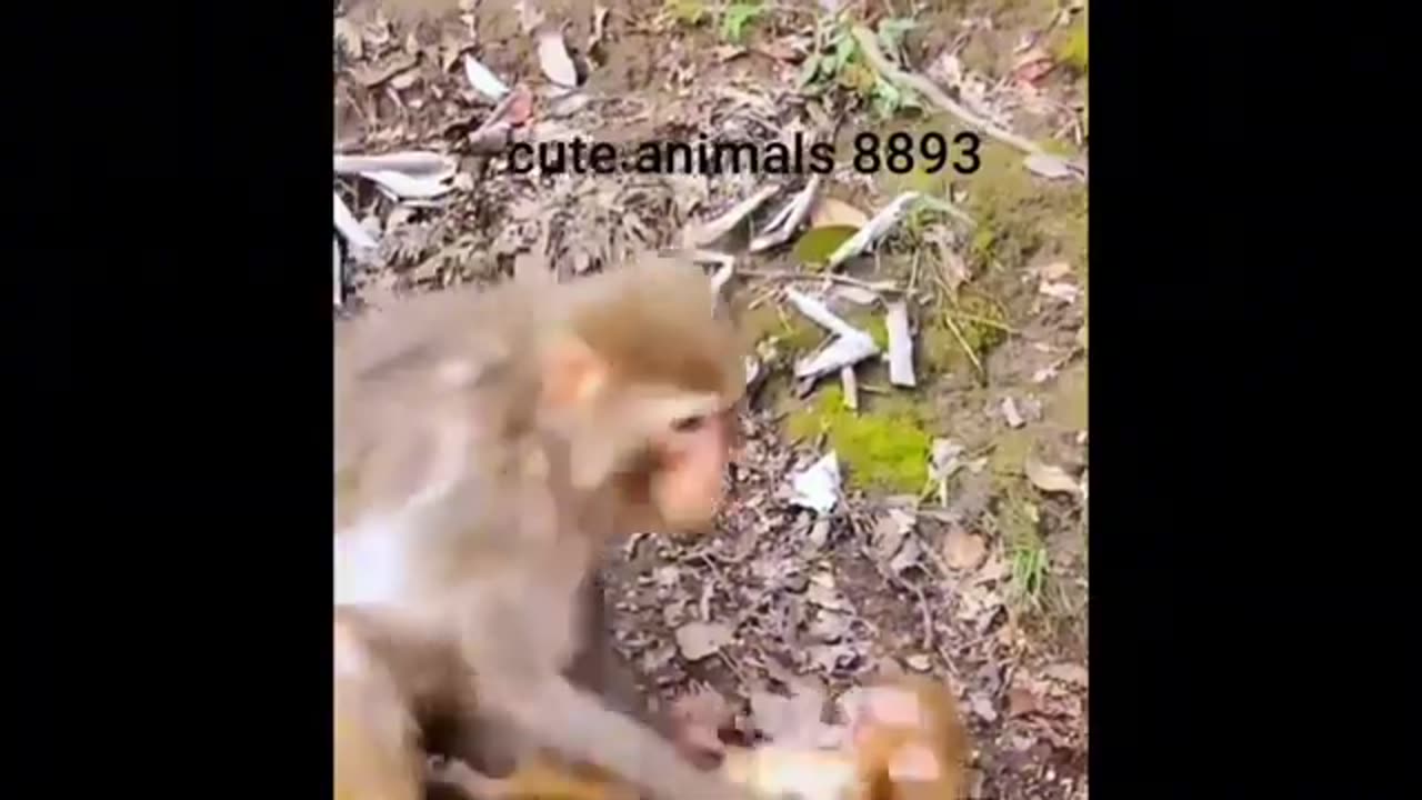 Funny animals