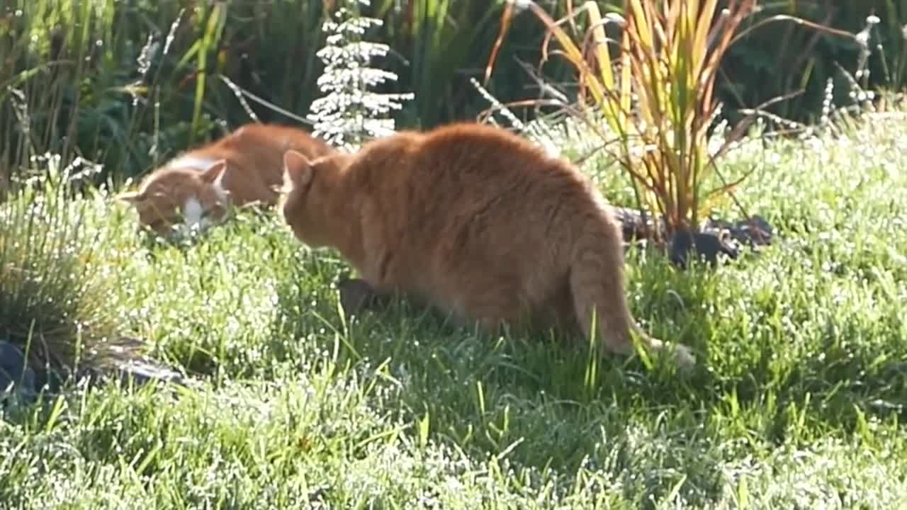 gatinho brincando na grama