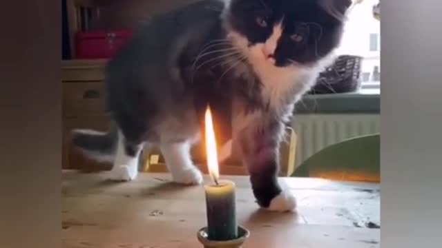 Fluffy who controls the fire will give you warmth for the whole day