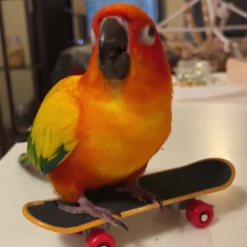 Parrot dances on his skateboard
