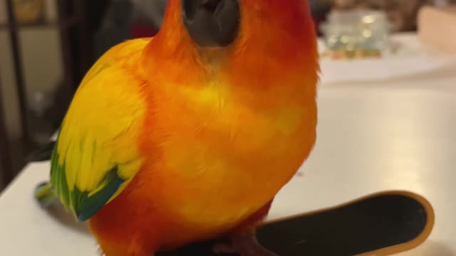 Parrot dances on his skateboard