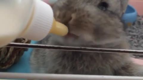 Baby bunny preciously drinks milk from bottle