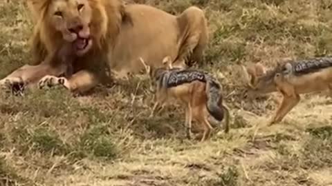 Lion funny videos 🤣😝😝