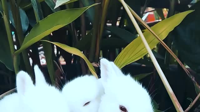 Three rabbit funny video