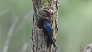 Baby Tree Swllow Chick